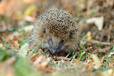 V社：Steam购物车及私密游戏现已完成测试